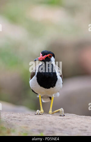 Rosso-wattled Pavoncella - Vanellus indicus, grandi plover colorati da asiatica paludi e acque dolci. Foto Stock