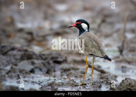 Rosso-wattled Pavoncella - Vanellus indicus, grandi plover colorati da asiatica paludi e acque dolci. Foto Stock