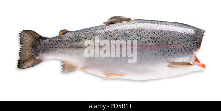 Per le trote fresche isolato su uno sfondo bianco Foto Stock