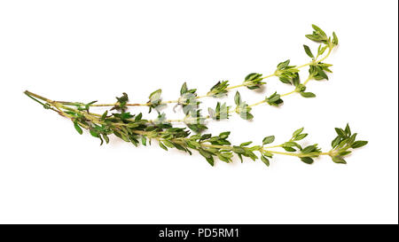 Un bouquet di rami di timo su sfondo bianco Foto Stock