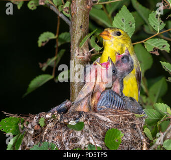 Femmina cardellino americano (Spinus tristis) alimentazione nidiacei nel nido, Iowa, USA Foto Stock