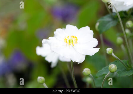 Anemone hupehensis var. japonica. Anemone giapponese fiore. Foto Stock