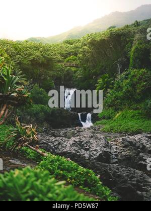 La Cannabis, conosciuta anche come la marijuana tra gli altri nomi, è una sostanza psicoattiva dalla pianta di cannabis usata per medici o finalità ricreativa Foto Stock