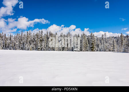 Alberi Snow-Covered Foto Stock