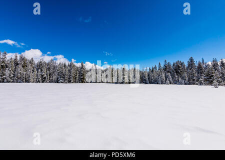Alberi Snow-Covered Foto Stock