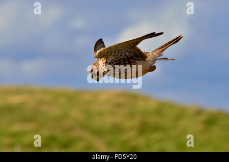 Falco tinnunculus, gheppio comune, femmina, Turmfalke, Weibchen, Helgoland, mare del nord, Nordsee, germania, Germania Foto Stock