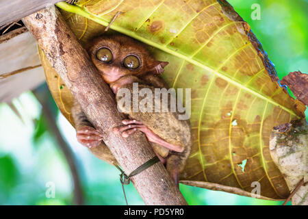 Tarsier con grandi occhi su una diramazione con una grande foglia verde nella parte posteriore in Bohol, Filippine, Asia Foto Stock