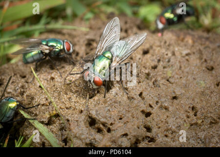 Verde bottiglia mosche attirate al fox feaces. Foto Stock