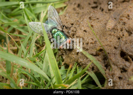 Verde bottiglia mosche attirate al fox feaces. Foto Stock