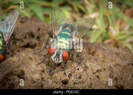 Verde bottiglia mosche attirate al fox feaces. Foto Stock