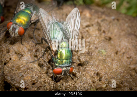 Verde bottiglia mosche attirate al fox feaces. Foto Stock