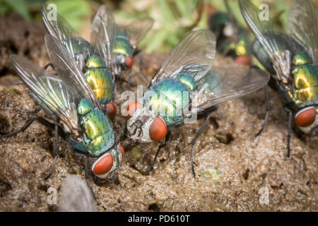 Verde bottiglia mosche attirate al fox feaces. Foto Stock