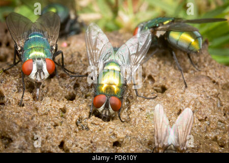 Verde bottiglia mosche attirate al fox feaces. Foto Stock