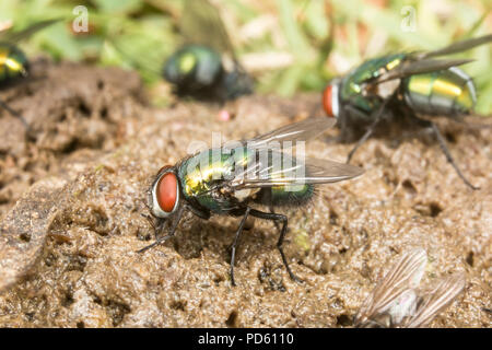 Verde bottiglia mosche attirate al fox feaces. Foto Stock