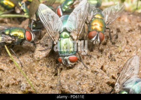 Verde bottiglia mosche attirate al fox feaces. Foto Stock