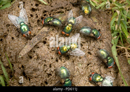 Verde bottiglia di mosche attirate al fox feaces. Foto Stock