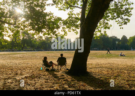 Lucertole da mare in Victoria Park, East London UK, in agosto durante la canicola 2018. Con il tardo pomeriggio di sole e di erba arida Foto Stock