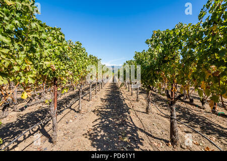 Napa Valley Foto Stock