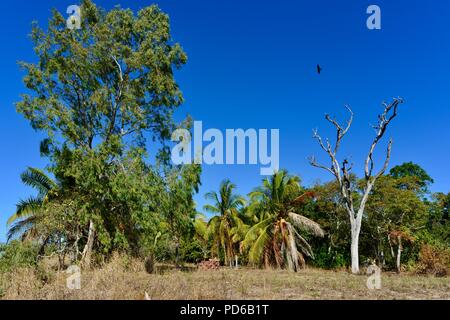 Brahminy Kite Haliastur indus e tre bianchi di fronte aironi Egretta novaehollandiae in un punto morto, gumtree Toolakea QLD, Australia Foto Stock