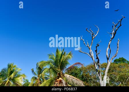 Brahminy Kite Haliastur indus e tre bianchi di fronte aironi Egretta novaehollandiae in un punto morto, gumtree Toolakea QLD, Australia Foto Stock