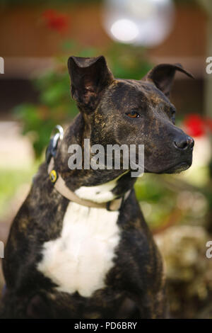 Stray dog sorge sulla strada Foto Stock