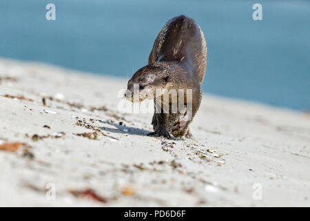 Rivestimento liscio approcci Lontra fotografo sulla spiaggia, Singapore Foto Stock