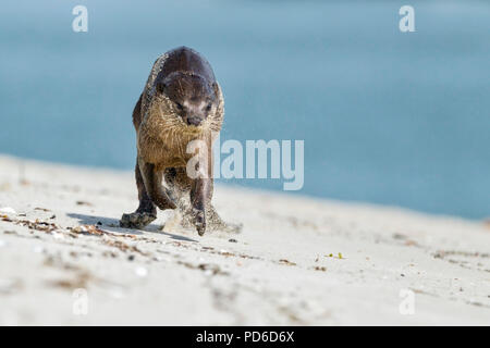 Rivestimento liscio approcci Lontra fotografo sulla spiaggia, Singapore Foto Stock