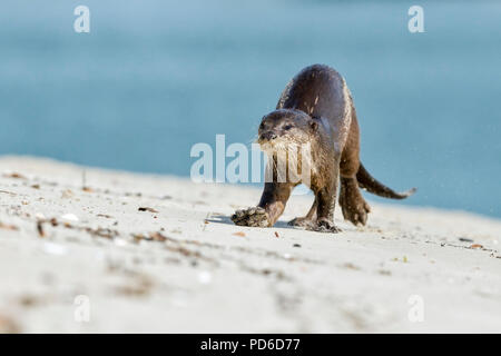 Rivestimento liscio approcci Lontra fotografo sulla spiaggia, Singapore Foto Stock