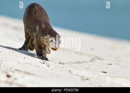 Rivestimento liscio approcci Lontra fotografo sulla spiaggia, Singapore Foto Stock