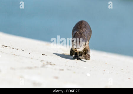 Rivestimento liscio approcci Lontra fotografo sulla spiaggia, Singapore Foto Stock