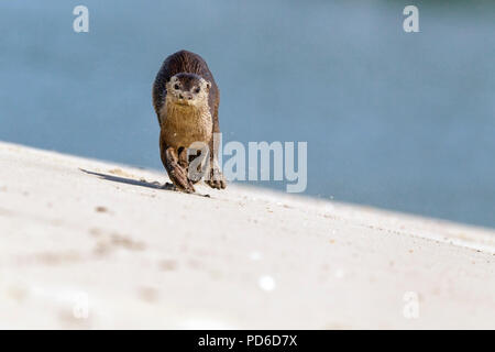 Rivestimento liscio approcci Lontra fotografo sulla spiaggia, Singapore Foto Stock