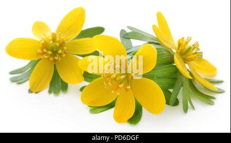 Eranthis hyemalis su sfondo bianco Foto Stock