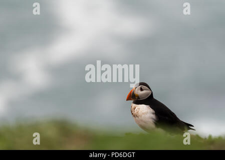 Un puffin nel mezzo di vegetazione lungo la costa di Isola Skomer, Galles Foto Stock