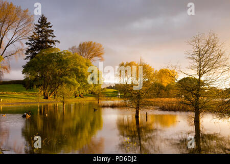 Guy Roe Riserva, Lago Rerewhakaaitu, Rotorua, Nuova Zelanda, in una bella mattina presto luce. Foto Stock