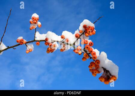 Snow laden crab apple frutta e rami contro un cielo blu, Inghilterra, Regno Unito, Europa occidentale. Foto Stock