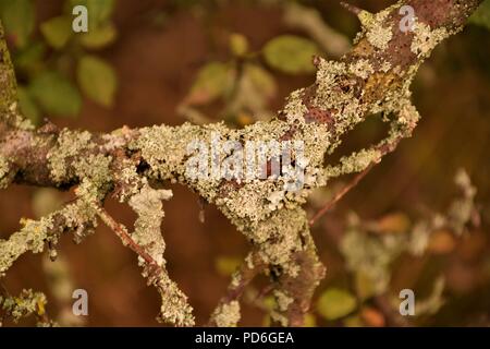 Ramo di albero coperte di muschio secco da vicino il fuoco selettivo in sfocato sfondo naturale Foto Stock