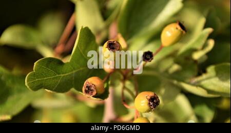 Oak tree branch, messa a fuoco selettiva in sfocato sfondo naturale Foto Stock