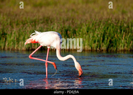 Grande fenicottero (Phoenicopterus roseus) - Camargue - Francia Flamant rose Foto Stock