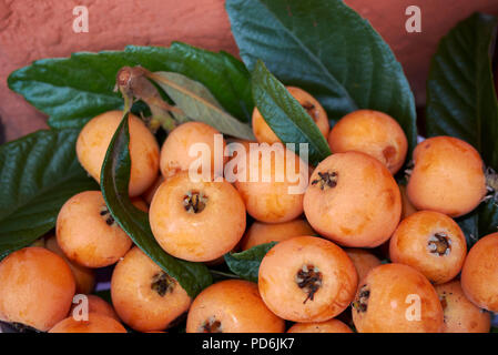 Eriobotrya japonica frutti Foto Stock