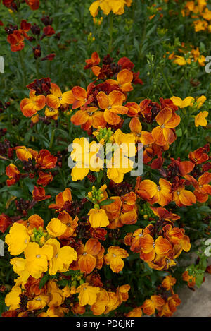 Erysimum cheiri impianto Foto Stock