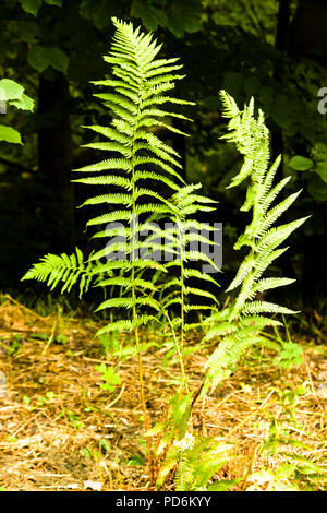 Le fronde di felce maschio, Dryopteris Filix-mas Foto Stock