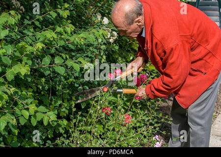 Montare 80+ senior è il taglio di rami con cesoia in giardino Foto Stock