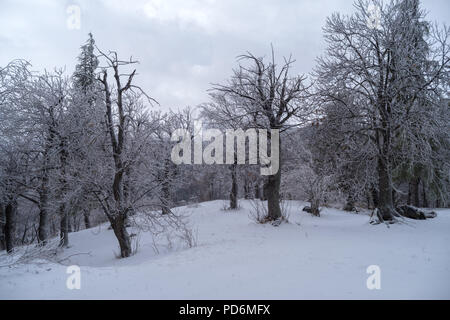 Foresta in inverno con il gelo e la neve Foto Stock