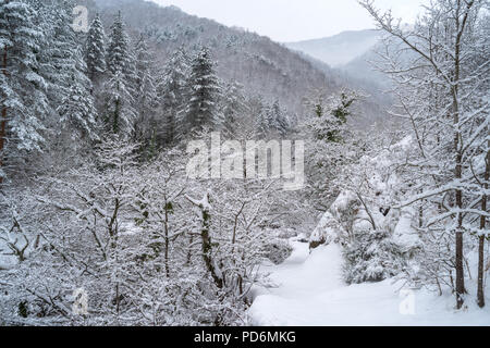 Foresta in inverno con il gelo e la neve Foto Stock