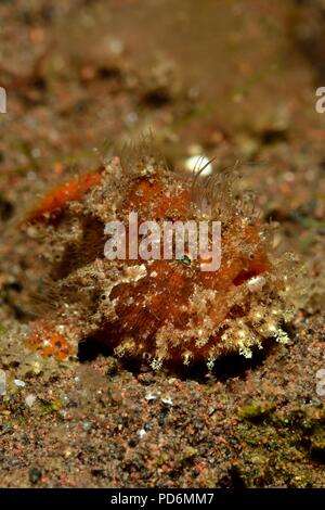 Rana pescatrice peloso, Haariger Anglerfisch, Antennarius striatus, Tulamben, Bali, Indonesia, Indonesien Foto Stock