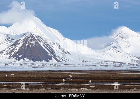 Norvegia Isole Svalbard, Spitsbergen, Isfjord, Poolepynten. Vista Montagna con renna delle Svalbard (Rangifer tarandus platyrhynchus) Foto Stock