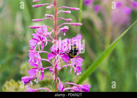 Un Bumble Bee sul fiore di un rosebay willowherb (Chamaenerion angustifolium) Foto Stock