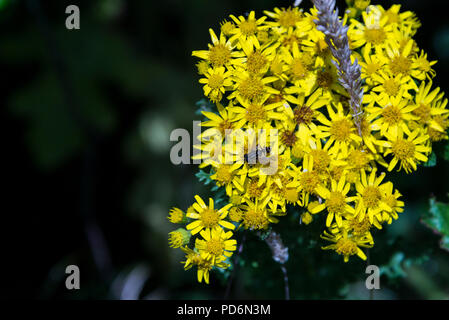 Un hoverfly sui fiori di un ragwort comune (Aiului) Foto Stock