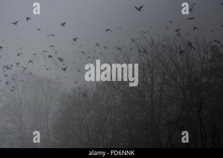 I corvi volare nella foschia sopra gli alberi Foto Stock
