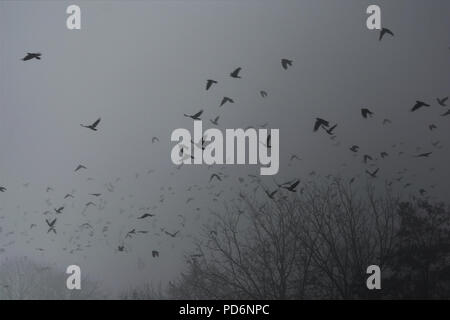 I corvi volare nella foschia sopra gli alberi Foto Stock